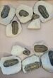 Lot: Misc Devonian Trilobites From Morocco - Pieces #190357-2